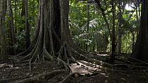 Drone tracking shot in a tropical rainforest. The drone moves around a tree trunk and its roots, Christmas Island, Indian Ocean.