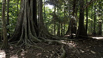 Drone tracking shot in a tropical rainforest of a tree trunk and roots, Christmas Island, Indian Ocean.