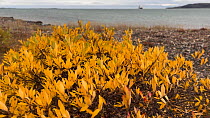Arctic willow (Salix arctica), tall form, moving in the wind, Edinburgh Island, Kitikmeot Region, Nunavut, Canada.