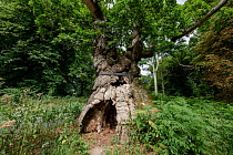"Big Belly Oak" a hollow Sessile oak (Quercus petraea), aged over 1000 years, Savernake Forest, SSSI, Wiltshire, England, UK. August.