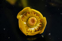 Yellow water lily (Nuphar lutea) flower, close up, Docklow Pools, Herefordshire, England, UK. August. Focus stacked.
