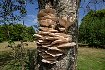 Oyster mushroom (Pleurotus ostreatus) growing on on Rowan (Sorbus aucuparia) tree trunk, Savernake Forest SSSI, Wiltshire, England, UK. August.