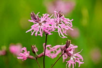 Ragged robin (Silene flos-cuculi) flowers and seed capsules, Herefordshire, England, UK. Focus stacked.