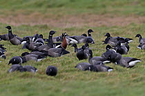 Red-breasted goose (Branta ruficollis) among flock of over thirty Brent geese (Branta bernicla) grazing on grass, Cley, Norfolk, UK. February.