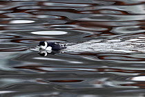 Little auk (Alle alle) swimming on water with reflections, Oulton Broad, Suffolk, UK. December.