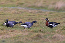 Red-breasted goose (Branta ruficollis) and three Brent geese (Branta bernicla) standing in grass with two hissing, Cley, Norfolk, UK. February.