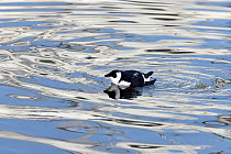 Little auk (Alle alle) on water, Oulton Broad, Suffolk, UK, North Sea. December.