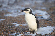 Guillemot (Uria aalge) in winter plumage sitting among the foam on beach, believed to be dying of starvation due to a seabird wreck caused by lack of fish, Blakeney Point, Norfolk, UK. November 2021.