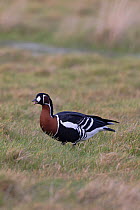 Red-breasted goose (Branta ruficollis) standing in grass with beak open, Cley, Norfolk, UK. February.