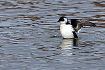 Little auk (Alle alle) flapping wings in water, Oulton Broad, Suffolk, UK. December.
