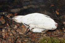 Dead Mute swan (Cygnus olor), killed by avian flu, at water's edge, Berrington Hall Pool SSSI, Herefordshire, England, UK. December, 2022.