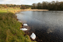 Ten dead Mute swans (Cygnus olor) killed by avian flu floating around pool margins, Berrington Hall Pool SSSI, Herefordshire, England, UK.  December,  2022.