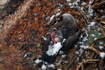 Remains of dead Canada goose (Branta canadensis) killed by avian flu and scavenged by Foxes, Berrington Hall Pool SSSI, Herefordshire, England, UK. December, 2022
