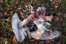 Remains of dead Mute swan (Cygnus olor) killed by avian flu and scavenged by Foxes, Berrington Hall Pool, Herefordshire, England, UK. December, 2022.