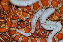 Corn snakes (Pantherophis guttatus), native to South East USA, in various morphotypes: ultramel, palmetto, Miami, tessera.  Captive.