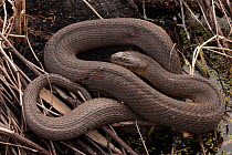 Northern watersnake (Nerodia sipedon) curled up.  Maryland, USA. March.