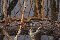 Northern watersnake (Nerodia sipedon) moving along log.  Maryland, USA. March.