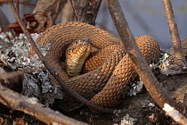Northern watersnake (Nerodia sipedon) curled up on log.  Maryland, USA. March.