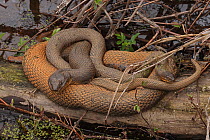 Pair of Northern watersnakes (Nerodia sipedon) resting on log.  Maryland, USA. March.