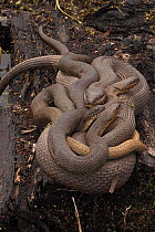 Several male Northern watersnakes (Nerodia sipedon) attempting to mate with single female.   Maryland, USA. April.