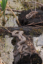 Northern watersnakes (Nerodia sipedon) resting on logs.  Maryland, USA. April.