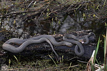 Pair of Northern watersnakes (Nerodia sipedon) resting on log.  Maryland, USA. April.