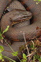 Northern watersnake (Nerodia sipedon) curled up.  Maryland, USA. April.