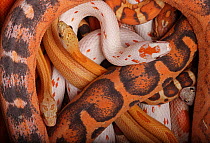 Corn snakes (Pantherophis guttatus), native to South East USA, in various bred morphs.  Captive.