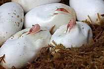 Corn snakes (Pantherophis guttatus), native to South East USA,  hatching from eggs.  Captive.