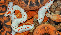Corn snakes (Pantherophis guttatus), native to South East USA, in various bred morphs.  Captive.