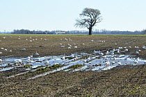 Flock of Whooper swans (Cygnus cygnus) feeding on sugar beet tops left over from harvesting.  Cambridgeshire, UK. February.