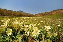 Common primrose (Primula vulgaris) flowering on coastal grassland, Cornwall, UK. April