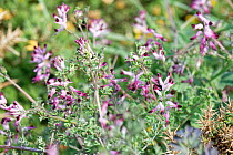 Common ramping-fumitory (Fumaria muralis) flowering on a coastal headland, with thin stems supported by surrounding Gorse (Ulex sp.) bushes, Cornwall, UK. April.