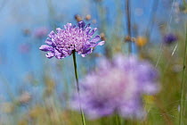 Small scabious (Scabiosa columbaria) flowering on chalk grassland hilltop, Marlborough Downs, Wiltshire, UK. July.