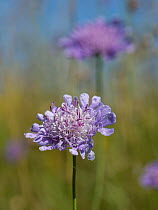 Small scabious (Scabiosa columbaria) flowering on chalk grassland hilltop, Marlborough Downs, Wiltshire, UK. July.