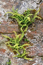 Maidenhair spleenwort (Asplenium trichomanes) growing on an old stone wall, Kenfig Castle, Kenfig National Nature Reserve, Glamorgan, Wales, UK. June.