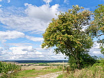 Common whitebeam (Sorbus aria) tree with ripening red berries beside a farm track with view over farmland under cloudy summer sky, Wiltshire Downs, UK, September.