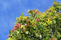 Common whitebeam (Sorbus aria) tree with ripening red berries, Wiltshire Downs, UK. September.