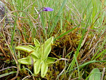 Common butterwort (Pinguicula vulgaris) flowering on marshy hillside with small flies trapped on its sticky leaves, Cwm Cadlan National Nature Reserve, Brecon Beacons, Wales, UK. June.