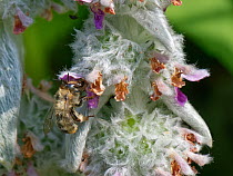 Fork-tailed flower bee (Anthophora furcata) female, nectaring on Lamb's ear (Stachys byzantina) flowers in garden, Wiltshire, UK. July.