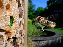 Wood-carving leafcutter bee (Megachile ligniseca) female flying with a leaf to seal her nest in an insect hotel, Wiltshire garden, UK