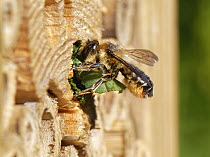 Wood-carving leafcutter bee (Megachile ligniseca) female, at entrance to nest in an insect hotel carrying a leaf to seal nest, Wiltshire, UK. July.