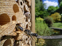 Wood-carving leafcutter bee (Megachile ligniseca) male, flying towards female entering nest hole in an insect hotel, Wiltshire, UK. July.
