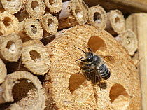 Wood-carving leafcutter bee (Megachile ligniseca) male, resting outside insect hotel searching for a mate, Wiltshire, UK. July.