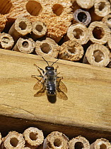 Wood-carving leafcutter bee (Megachile ligniseca) male, resting outside insect hotel searching for a mate, Wiltshire, UK. July.