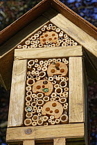 Two Wood-carving leafcutter bees (Megachile ligniseca) entering hand-made insect hotel, showing a range of bamboo stems and drilled hole sizes for different species, in garden, Wiltshire, UK. July.