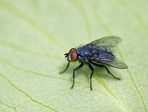 Dark-palped Melinda / Bluebottle fly (Melinda viridicyanea)  resting on a leaf in garden, Wiltshire, UK. August.