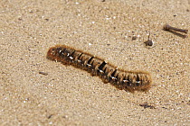 Oak eggar (Lasiocampa quercus) caterpillar crawling over a sandy path, Merthyr Mawr National Nature Reserve, Bridgend, Wales, UK. June.