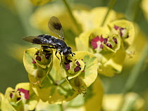 Big-thighed pipiza hoverfly (Pipiza austriaca) nectaring on Spurge (Euphorbia sp.) flowers in garden, Wiltshire, UK. June.