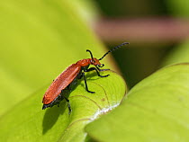 Red-headed cardinal beetle (Pyrochroa serraticornis) resting on on a Lily (Nymphaeaceae) leaf in garden, Wiltshire, UK. May.